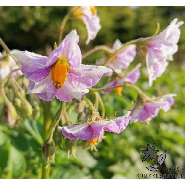 Argana L�ggekartofler 1,5 kg