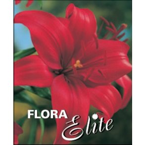 Lilium asiatica Rd, 2 Lg