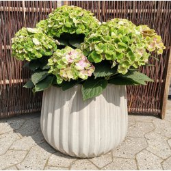 Astrid krukke, Beige*