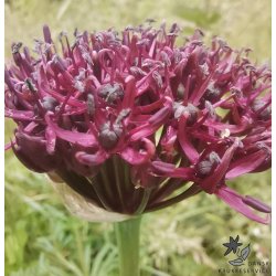 Prydlg Atropurpureum