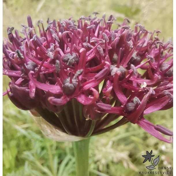 Prydlg Atropurpureum