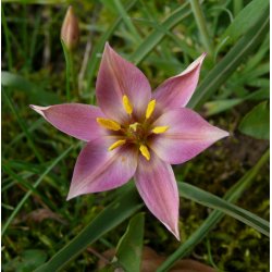 Blomsterl�g Oprydningspakke Insektvenlig