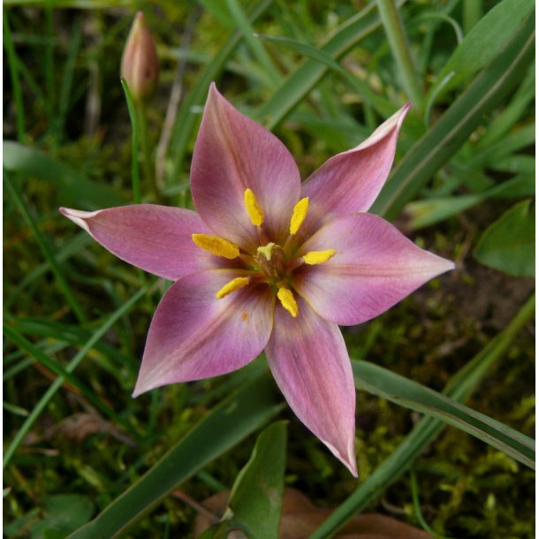 Botanisk Tulipan aucheriana