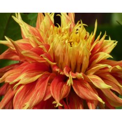 Dahlia Autumn Sunburst