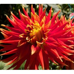 Dahlia Autumn Sunburst