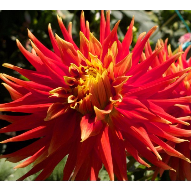 Dahlia Autumn Sunburst