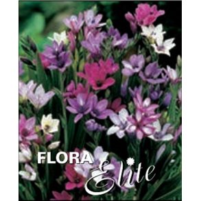 Babiana stricta, Mix