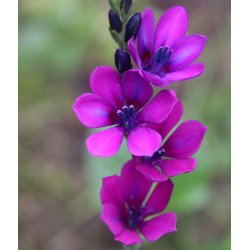 Babiana stricta, Mix