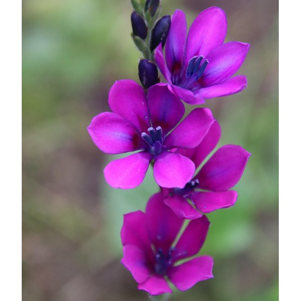 Babiana stricta, Mix