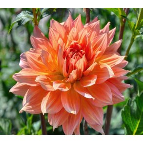 Dahlia Babylon Bronze