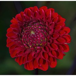 Dahlia Baccara FDM