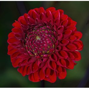 Dahlia Baccara FDM