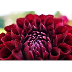 Dahlia Baccara FDM