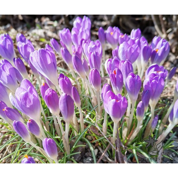 Blomsterl�g Oprydningspakke Insektvenlig XL