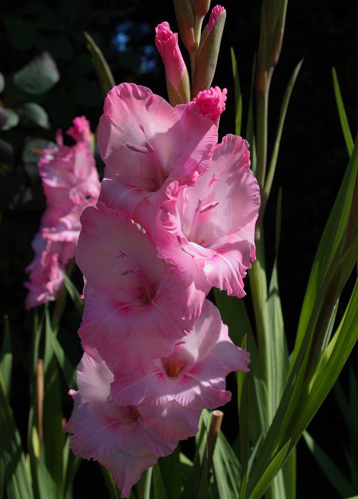 Gladiolus Bartok