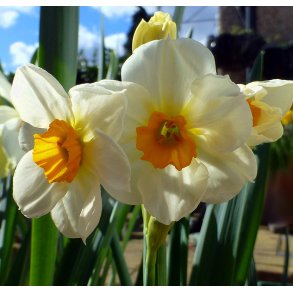 Pskelilje Beautiful Eyes