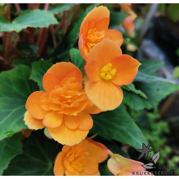 Begonia multiflora Richard Galle