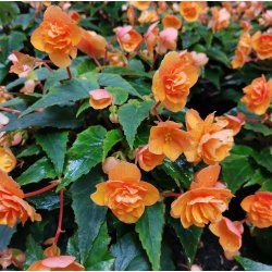 Begonia multiflora Richard Galle