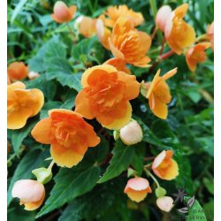 Begonia multiflora Richard Galle