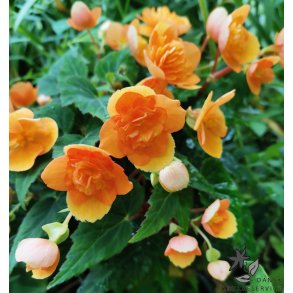 Begonia multiflora Richard Galle