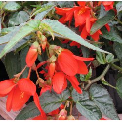 Begonia Bertinii