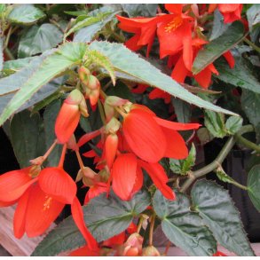 Begonia Bertinii