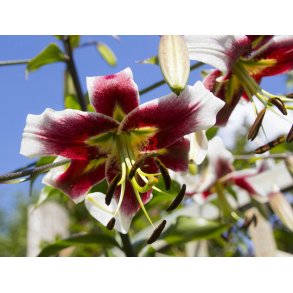 Lilium O/T, Beverly Dreams