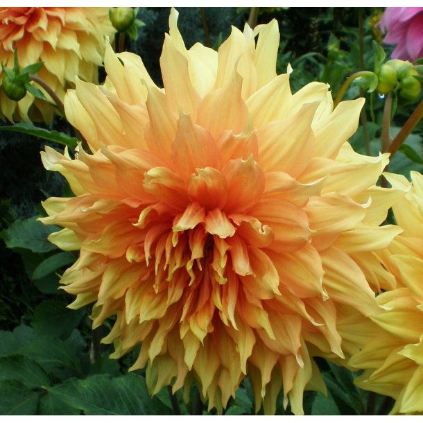 Dahlia Big Brother
