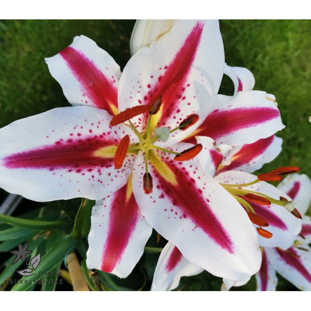 Lilium orientale, Big Smile