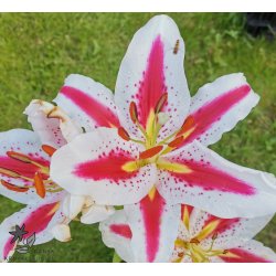 Lilium orientale, Big Smile