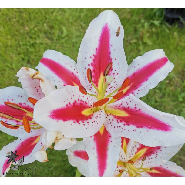 Lilium orientale, Big Smile