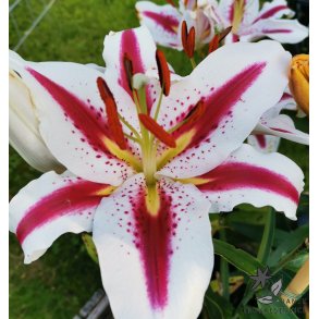 Lilium orientale, Big Smile
