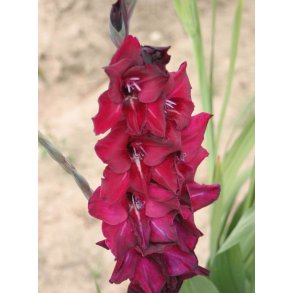 Gladiolus Bizet