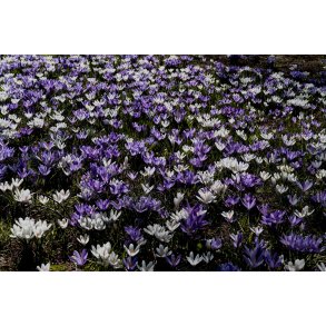 Lavender Ice Krokusblanding