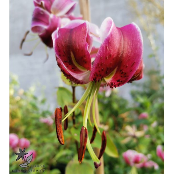 Lilium Black Beauty