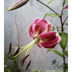 Lilium Black Beauty