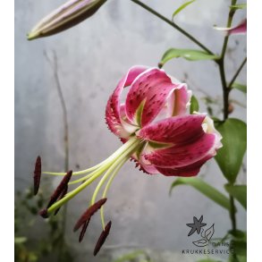 Lilium Black Beauty