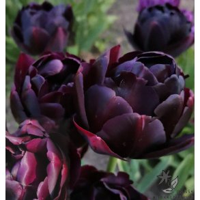 Tulipan Black Hero