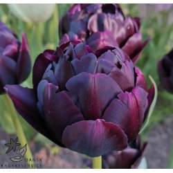 Tulipan Black Hero