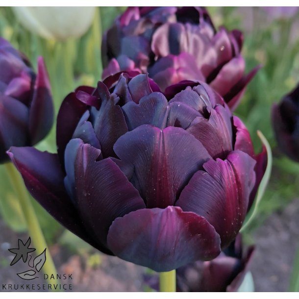 Tulipan Black Hero