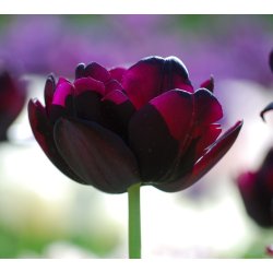 Tulipan Black Hero