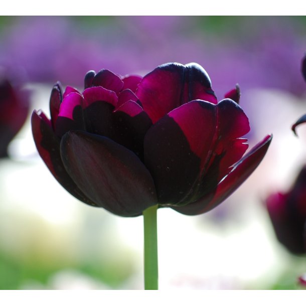 Tulipan Black Hero