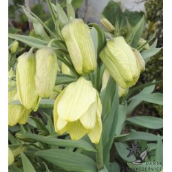 Fritillaria pallidiflora