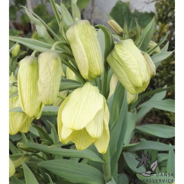 Fritillaria pallidiflora