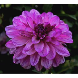 Dahlia Blue Bell