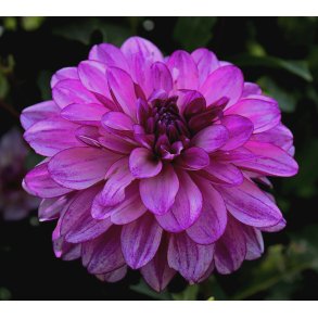 Dahlia Blue Bell
