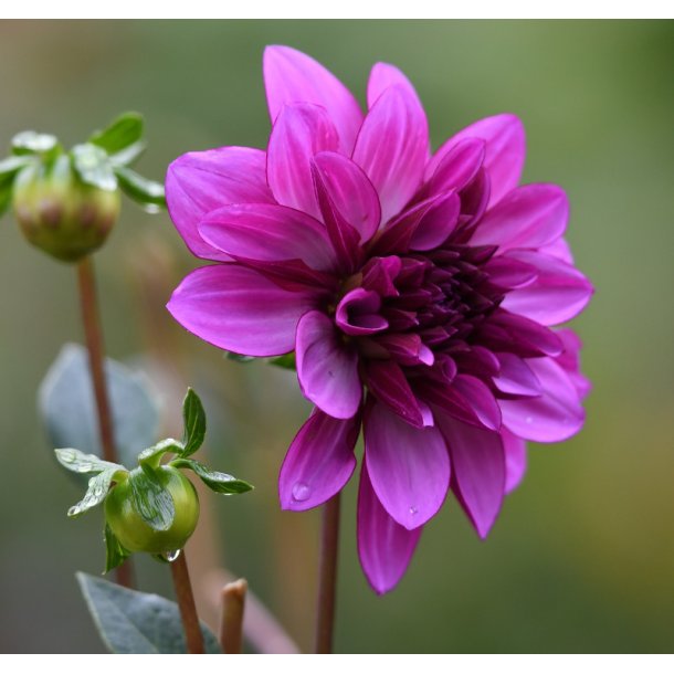 Dahlia Blue Bell