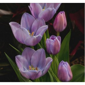 Tulipan Blue Heaven
