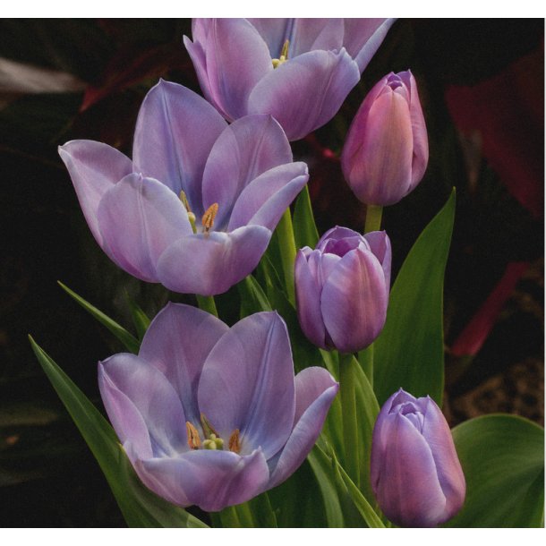 Tulipan Blue Heaven