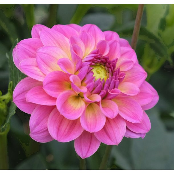 Dahlia Bodille